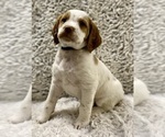 Small Photo #7 Brittany Puppy For Sale in GRANVILLE, MA, USA