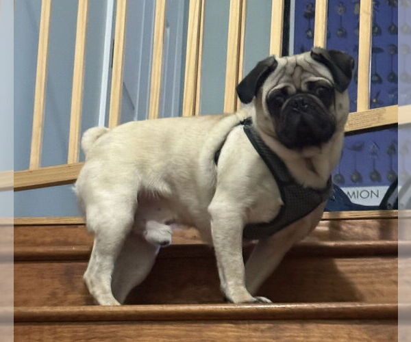 Medium Photo #3 Pug Puppy For Sale in Elizabeth City, NC, USA
