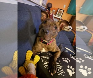 Alfalfa (Courtesy) - Female Mutt Dog for Adoption - Photo #3