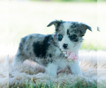 Small Photo #59 Chihuahua Puppy For Sale in WARSAW, IN, USA