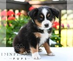 Small #3 Miniature Australian Shepherd