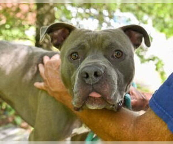 Medium Photo #7 American Bulldog-Unknown Mix Puppy For Sale in Glen Allen, VA, USA