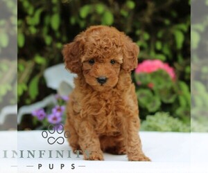 Goldendoodle (Miniature) Puppy for sale in EAST EARL, PA, USA