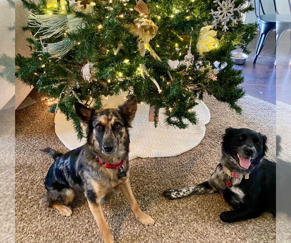 Medium Photo #4 Australian Shepherd Puppy For Sale in Dallas, TX, USA