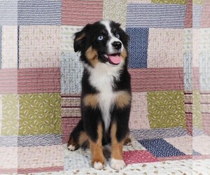 Miniature Australian Shepherd Puppy for sale in HARRISON, OH, USA