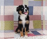 Image preview for Ad Listing. Nickname: Merlin