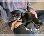 Puppy Turquoise Rottweiler