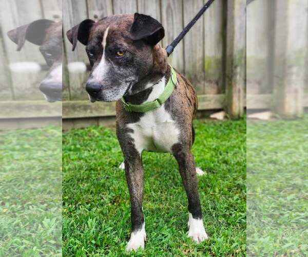 Medium Photo #9 Catahoula Leopard Dog-Siberian Husky Mix Puppy For Sale in Sheboygan, WI, USA