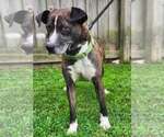 Small #8 Catahoula Leopard Dog-Siberian Husky Mix