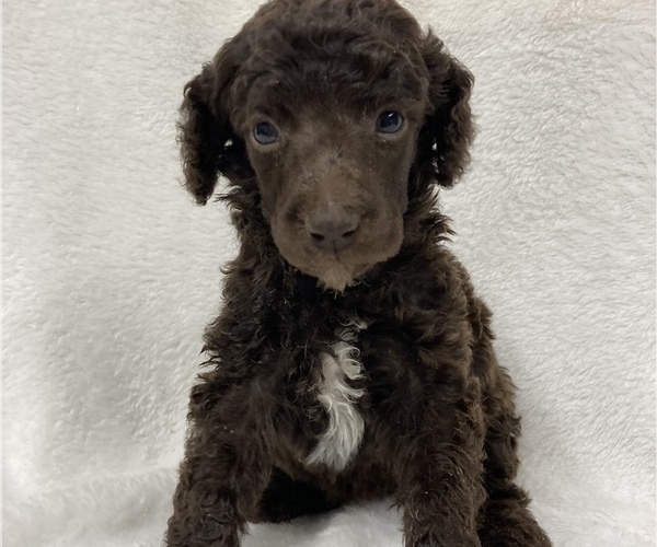 Medium Photo #1 Poodle (Standard) Puppy For Sale in CHETEK, WI, USA