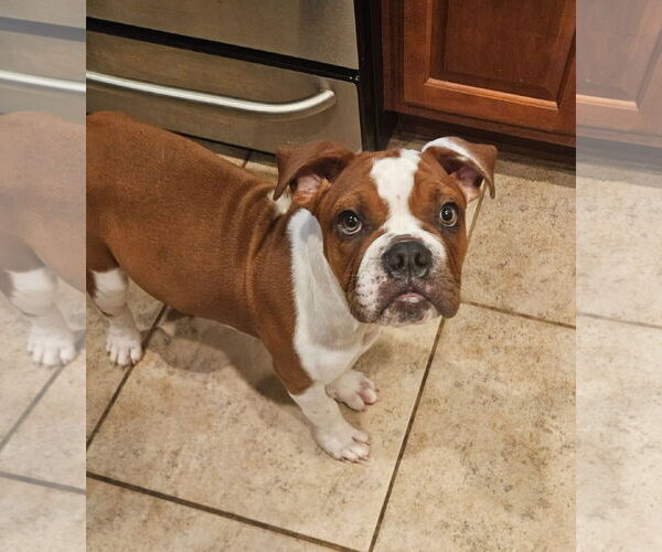Medium Photo #1 Bulldog Puppy For Sale in Dumont, NJ, USA