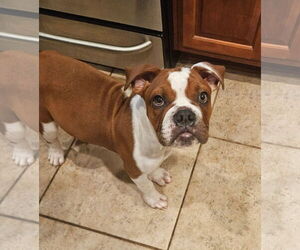 Bulldog Dogs for adoption in Dumont, NJ, USA
