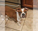Small Bulldog