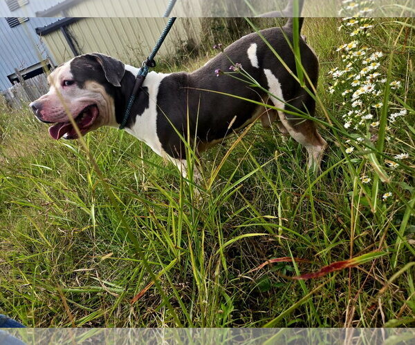 Medium Photo #4 American Bulldog-Unknown Mix Puppy For Sale in Jackson, MS, USA
