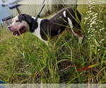 Small #3 American Bulldog Mix