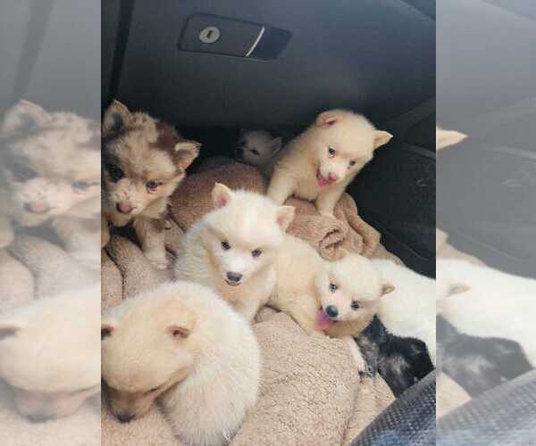 Medium Photo #14 Pomsky Puppy For Sale in PORTERVILLE, CA, USA