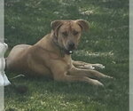 Small #1 Mountain Cur Mix