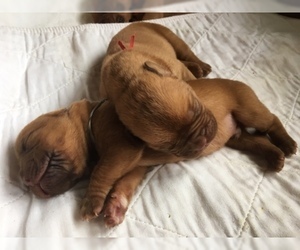 Dogue de Bordeaux Puppy for sale in WOODSTOCK, CT, USA
