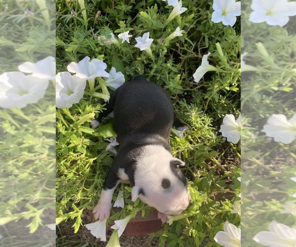 Medium Photo #5 Boston Terrier Puppy For Sale in FREDONIA, KS, USA