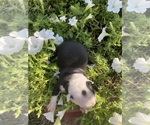 Small #4 Boston Terrier