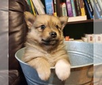 Puppy Puppy 3 Pomeranian