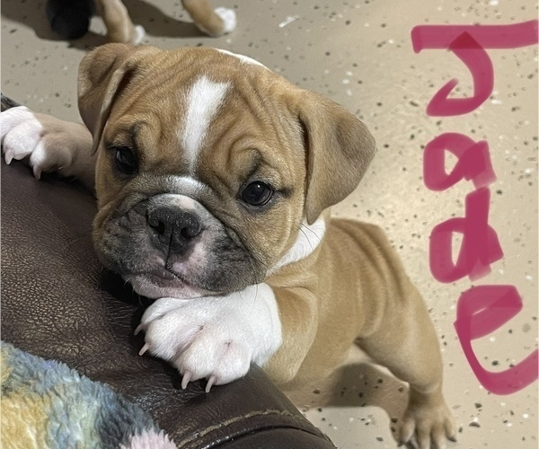 Medium Photo #3 English Bulldog Puppy For Sale in BUCKEYE, AZ, USA