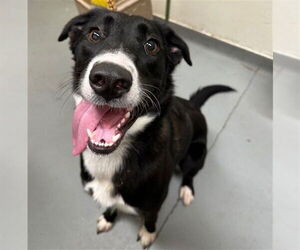 Huskies -Labrador Retriever Mix Dogs for adoption in Anchorage, AK, USA