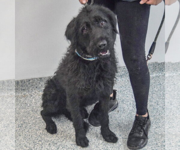 Medium Photo #3 Irish Wolfhound-Unknown Mix Puppy For Sale in Huntley, IL, USA