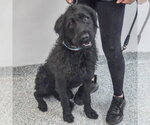 Small #2 Irish Wolfhound Mix