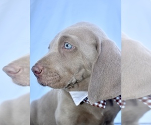 Weimaraner Puppy for sale in LANSING, NC, USA