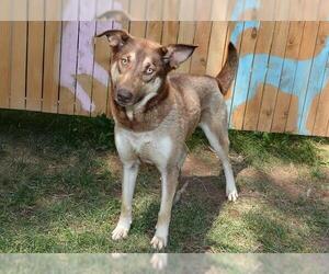 Siberian Husky-Unknown Mix Dogs for adoption in West Valley, UT, USA