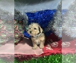 Small #10 YorkiePoo