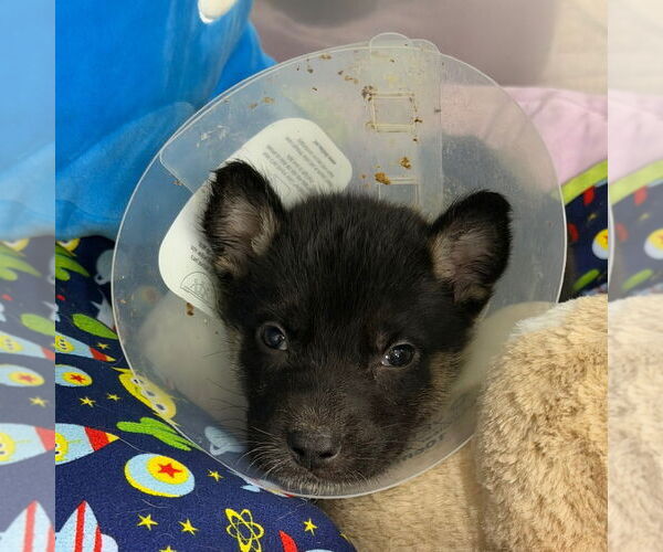 Medium Photo #1 German Shepherd Dog-Unknown Mix Puppy For Sale in Chico, CA, USA