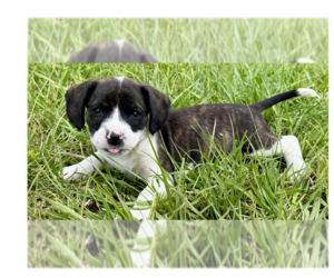 Boxer-Unknown Mix Dogs for adoption in Tampa, FL, USA