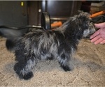 Small #6 ShihPoo