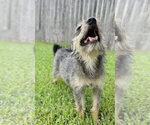 Small #2 Border Terrier Mix