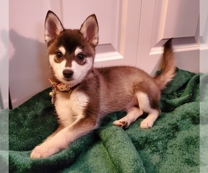 Alaskan Klee Kai Puppy for sale in WOODINVILLE, WA, USA