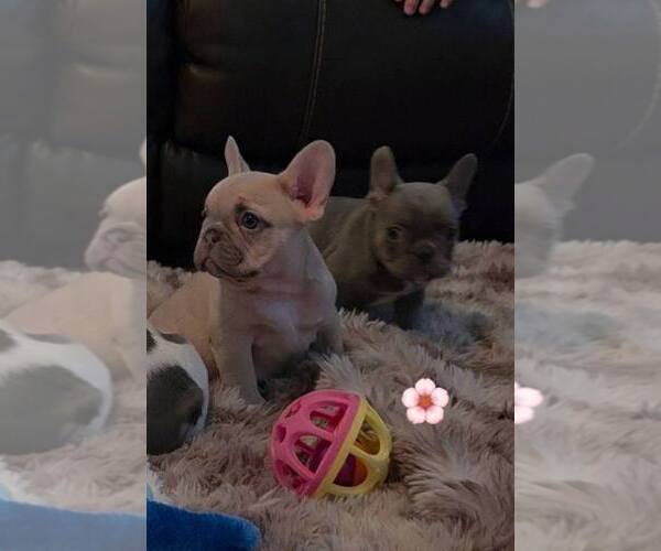 Medium Photo #4 French Bulldog Puppy For Sale in BOSTON, KY, USA