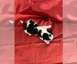 Small Photo #10 Shih Tzu Puppy For Sale in DOWNEY, CA, USA