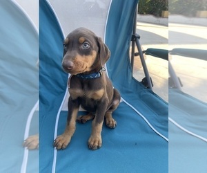 Doberman Pinscher Puppy for sale in SANTA ANA, CA, USA