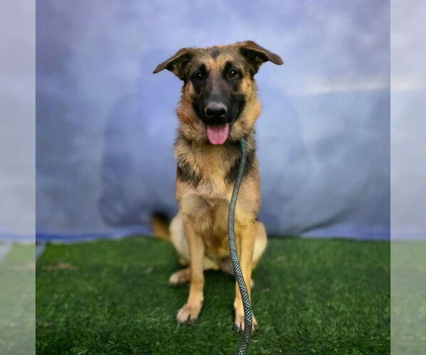 Medium Photo #3 German Shepherd Dog-Unknown Mix Puppy For Sale in Long Beach, CA, USA