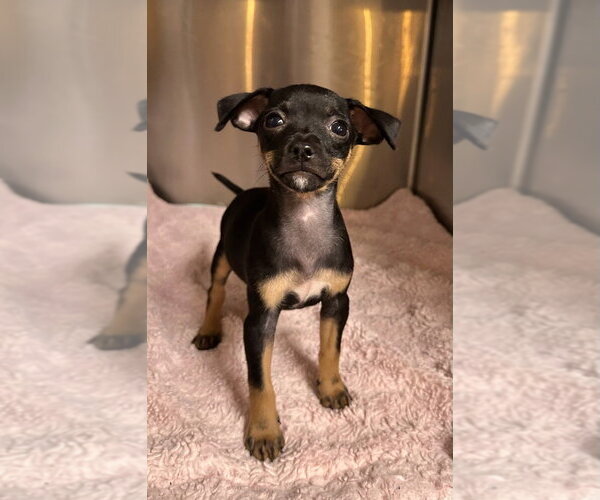 Medium Photo #1 Chihuahua-Unknown Mix Puppy For Sale in Oak Bluffs, MA, USA