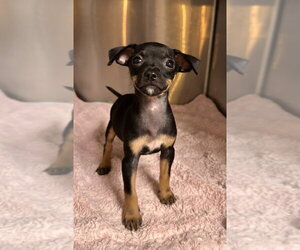 Chihuahua-Unknown Mix Dogs for adoption in Oak Bluffs, MA, USA