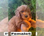 Small #38 Goldendoodle (Miniature)