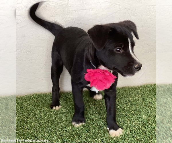 Medium Photo #3 Border Collie-Unknown Mix Puppy For Sale in San Diego, CA, USA