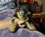 Small Photo #6 Yorkshire Terrier Puppy For Sale in WOODBRIDGE, VA, USA