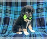 Small #6 Miniature Australian Shepherd