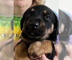 Small #1 Black and Tan Coonhound-Rottweiler Mix
