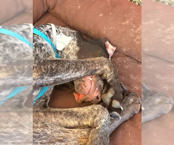 Medium Photo #4 German Shorthaired Pointer Puppy For Sale in Menlo Park, CA, USA
