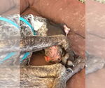 Small #3 German Shorthaired Pointer